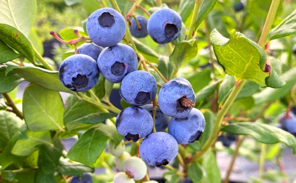 Navodnjavanje borovnica