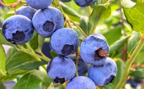 Sustavi za navodnjavanje