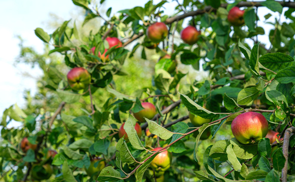 Sustavi za navodnjavanje