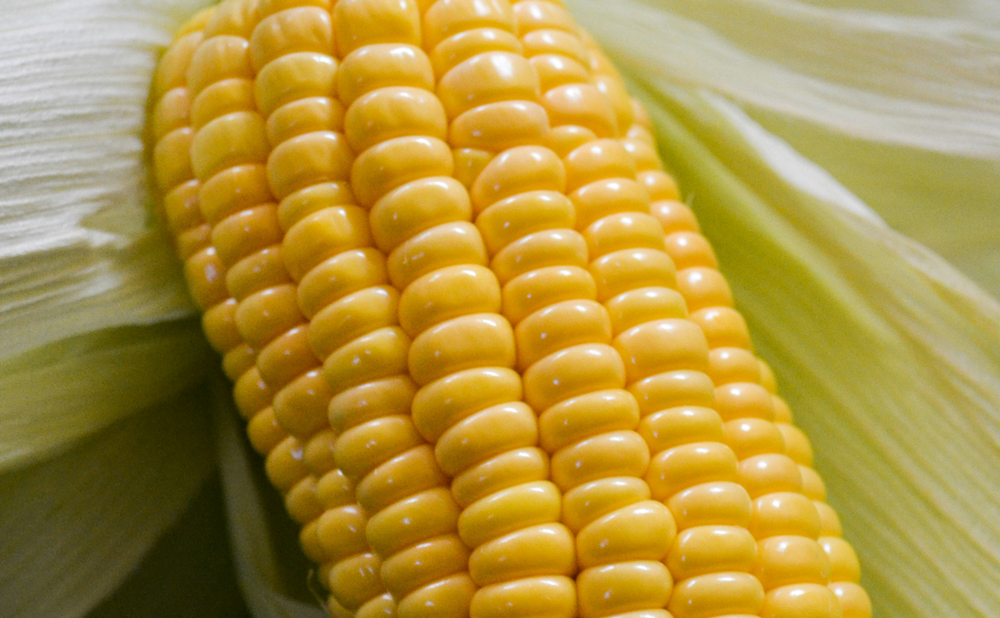 corn-2