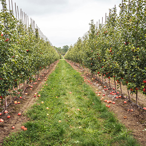 Navodnjavanje za voćnjake
