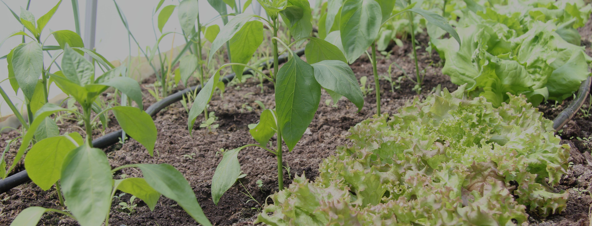 Ekološki uzgoj povrća